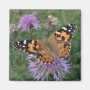 Suche nach orange schmetterling magnete Tierwelt