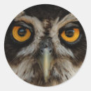 Suche nach eulen augen aufkleber Raubvogel