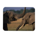 Suche nach afrika magnete Wildnis