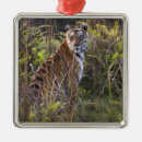 Suche nach bengalische katze ornamente Tier