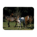 Suche nach mustang magnete Bob langrish