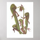 Suche nach fleischfresser poster Pflanze