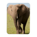 Suche nach afrikanische elefanten magnete Kenia