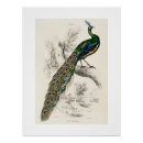 Suche nach vintager pfau poster Tiere