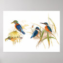 Suche nach kingfish poster Vintag