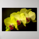 Suche nach orchideen dekoration poster Gelb