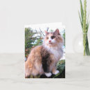 Suche nach calico cat karten Tiere
