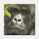 Suche nach vulkane magnete Ruanda