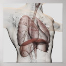 Suche nach innere organe poster Gesundheitswesen