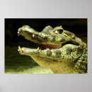 Suche nach crocodile poster Animal