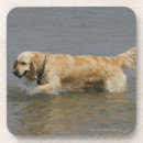 Suche nach golden retriever untersetzer Foto