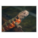 Suche nach gefährdet poster Reptil