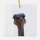 Suche nach lustiger vogel ornamente Strauß