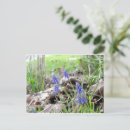 Suche nach traubenhyazinthe Muscari