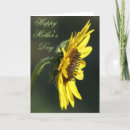 Suche nach black eyed susan Wildblume