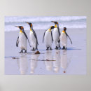 Suche nach der pinguin poster Ozean