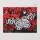 Suche nach weißer schmetterling postkarten Für sie