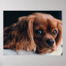 Suche nach cocker spaniel hund poster Niedlich