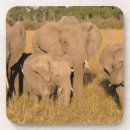 Suche nach kenia untersetzer Kalb