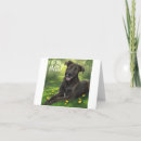 Suche nach schwarzer labrador retriever welpe karten Schwarzes labor