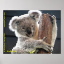 Suche nach australisches tier poster Koala