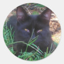 Suche nach gelbe augen aufkleber Kitty