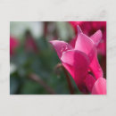 Suche nach tautropfen postkarten Blume