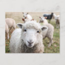 Suche nach niedlich postkarten Foto