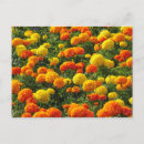 Suche nach pompoms postkarten Blume