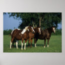 Suche nach paint horse poster Equestrian