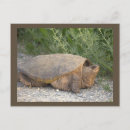 Suche nach schildkröte foto postkarten Fotografie