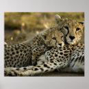 Suche nach geparde poster Wildkatze