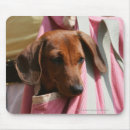 Suche nach haarig mousepads Hund
