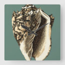 Suche nach muschel wanduhren Ozean