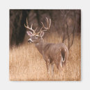 Suche nach geweih magnete Buck