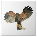 Suche nach falke untersetzer Raubvögel