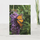 Suche nach schmetterlinge fotokarten Blume