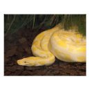 Suche nach albino poster Reptil