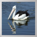 Suche nach pelikan poster Wasservogel