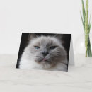 Suche nach ragdoll karten Blau