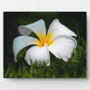 Suche nach hawaii fotoplatten Blume