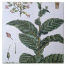 Suche nach veg fliesen Pflanzen