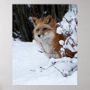 Suche nach fuchs schnee poster Wildtiere
