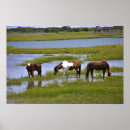 Suche nach wild horse poster Animals