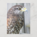 Suche nach falke postkarten Raptor