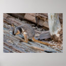 Suche nach wallaby poster Wunderbar