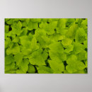 Suche nach texture poster Grün