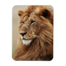 Suche nach männlicher löwe magnete Nahaufnahme