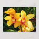 Suche nach exotische orchideen postkarten Für alle