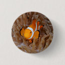 Suche nach clownfische buttons Korallenriff